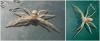 Philodromus sp.